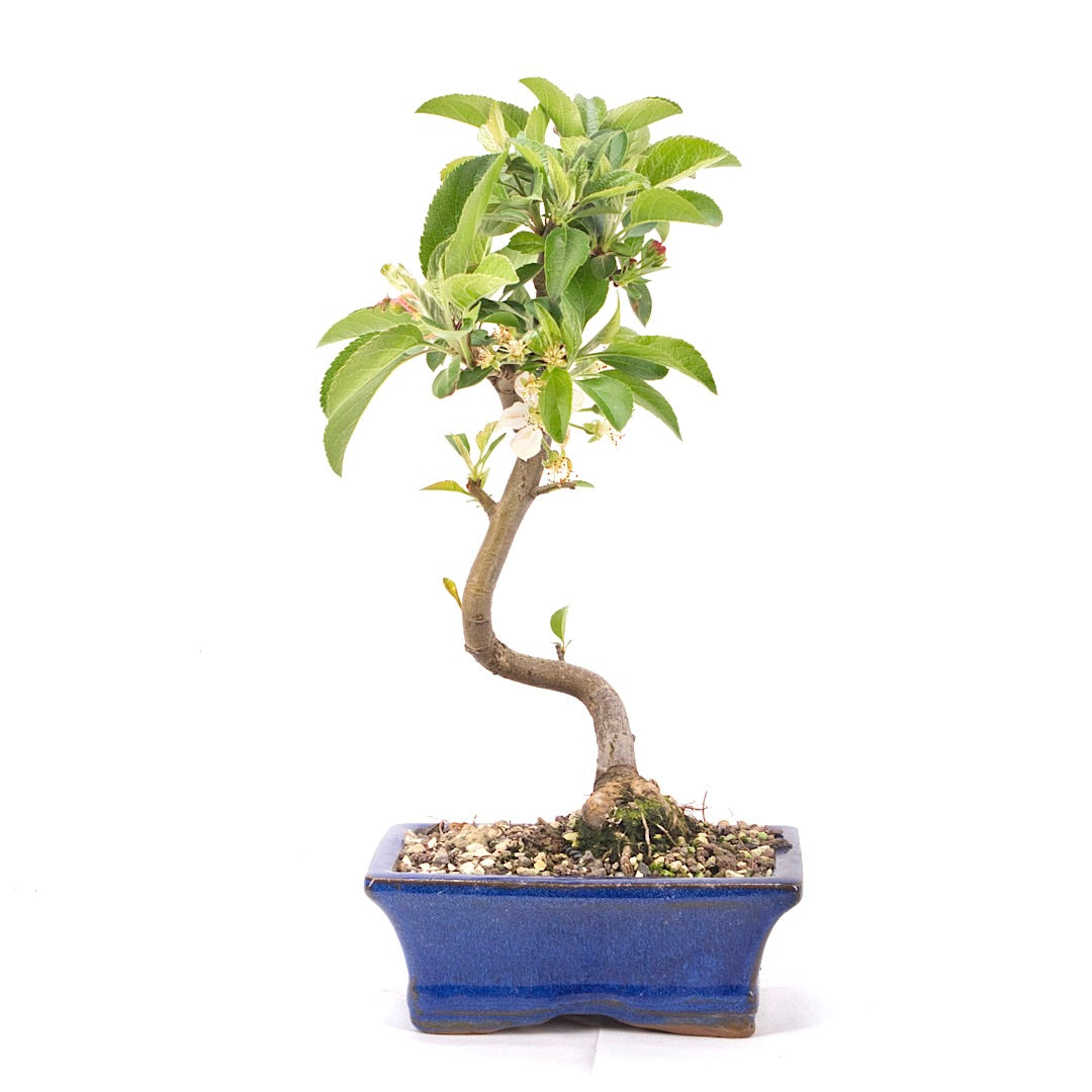 Zierapfel 'Malus spec.'